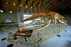whale pavillion